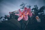 鸡蛋花