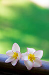 鸡蛋花