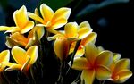 鸡蛋花