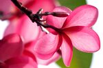 鸡蛋花
