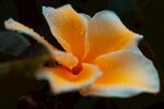 鸡蛋花