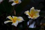 鸡蛋花