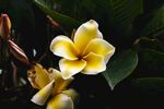 鸡蛋花