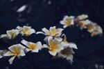 鸡蛋花