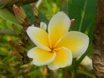 鸡蛋花
