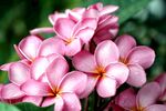 鸡蛋花