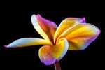 鸡蛋花