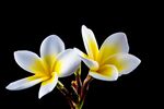 鸡蛋花