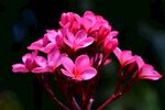 鸡蛋花