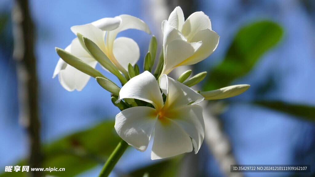 鸡蛋花