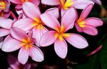 鸡蛋花