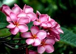 鸡蛋花