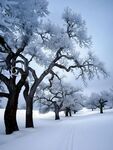 积雪的树林