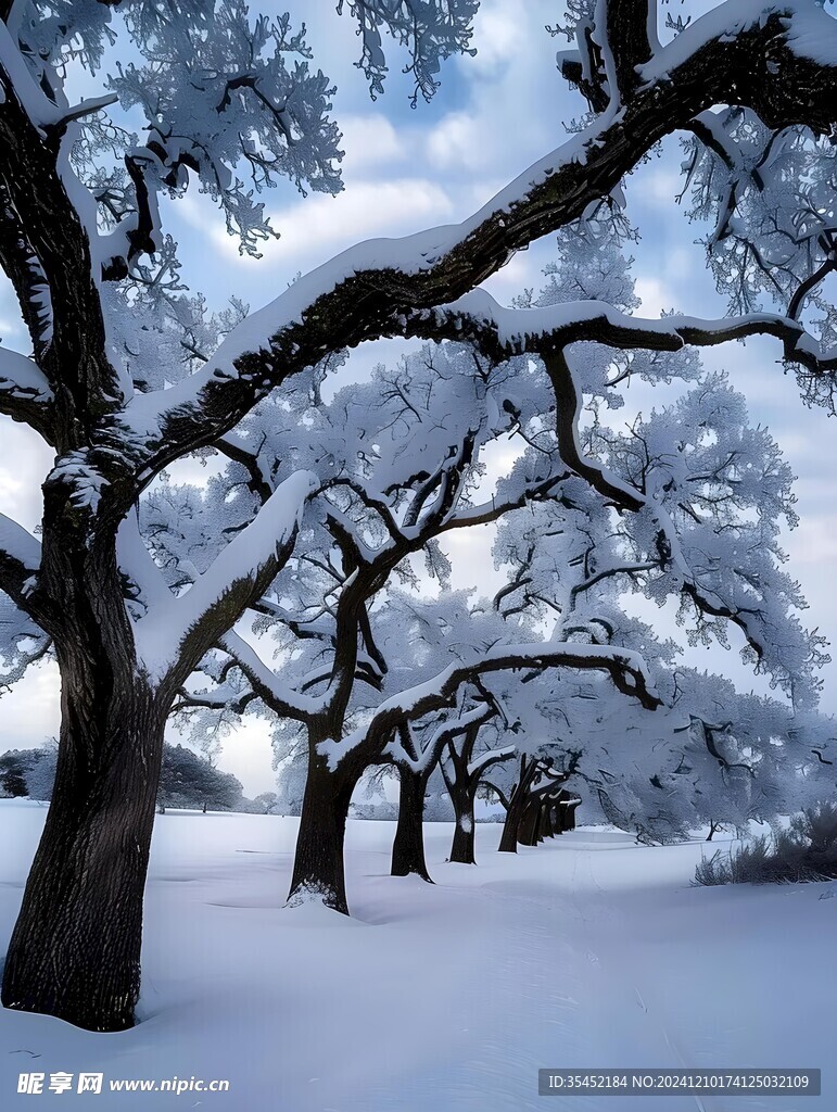 积雪的树林