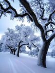 积雪的树林