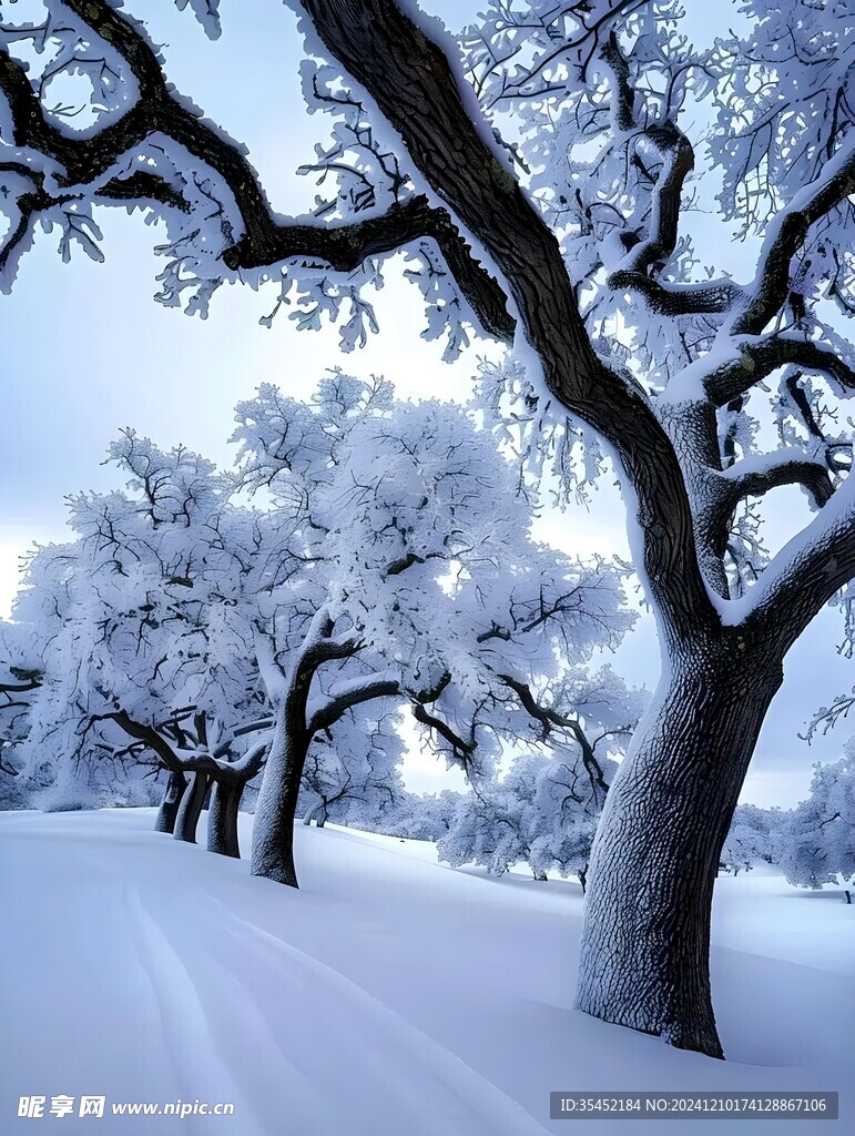 积雪的树林