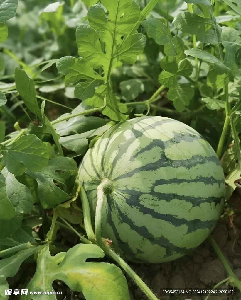 西瓜栽培