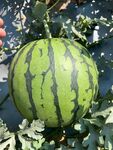 西瓜栽培