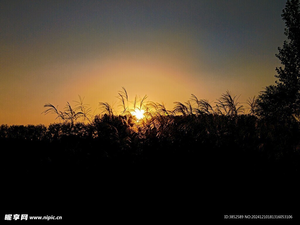 芦花夕阳剪影 