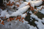 冬季树枝上的冰雪