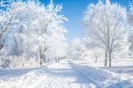 冬日林间雪景