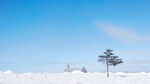 雪乡雪景孤独的树