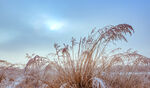 内蒙古冬季户外植被雪景