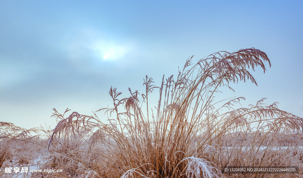 内蒙古冬季户外植被雪景