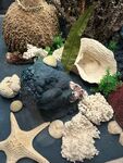 天津国家海洋馆展品欣赏