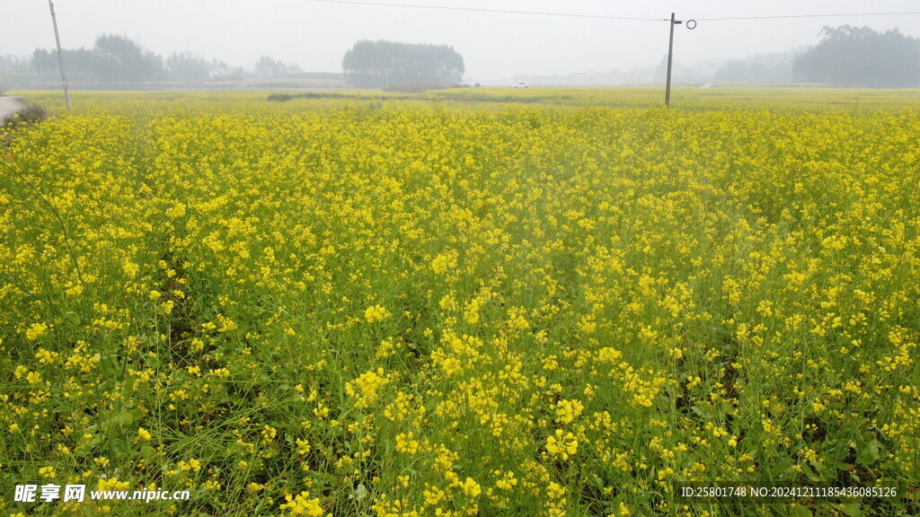 油菜花
