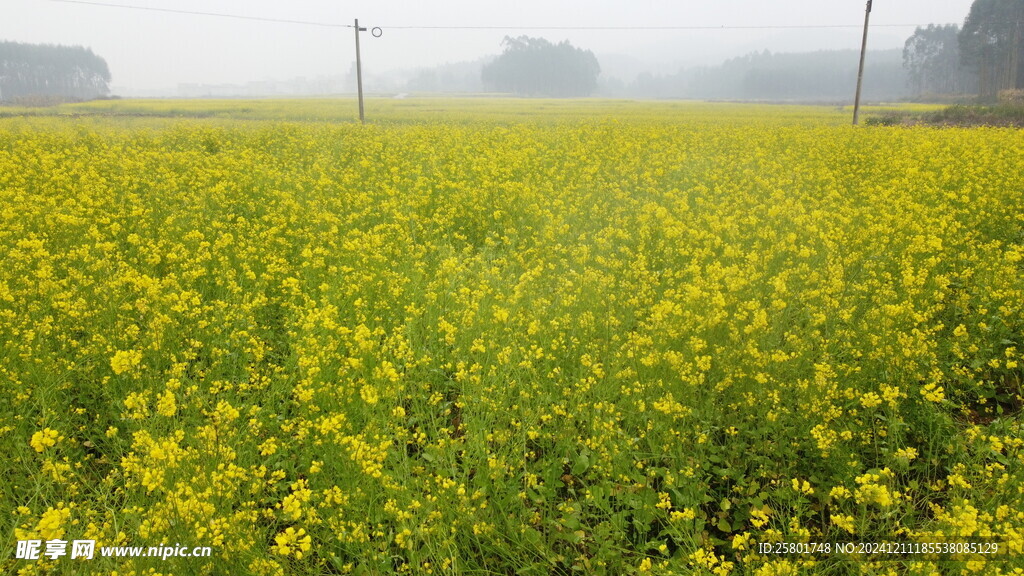 油菜花