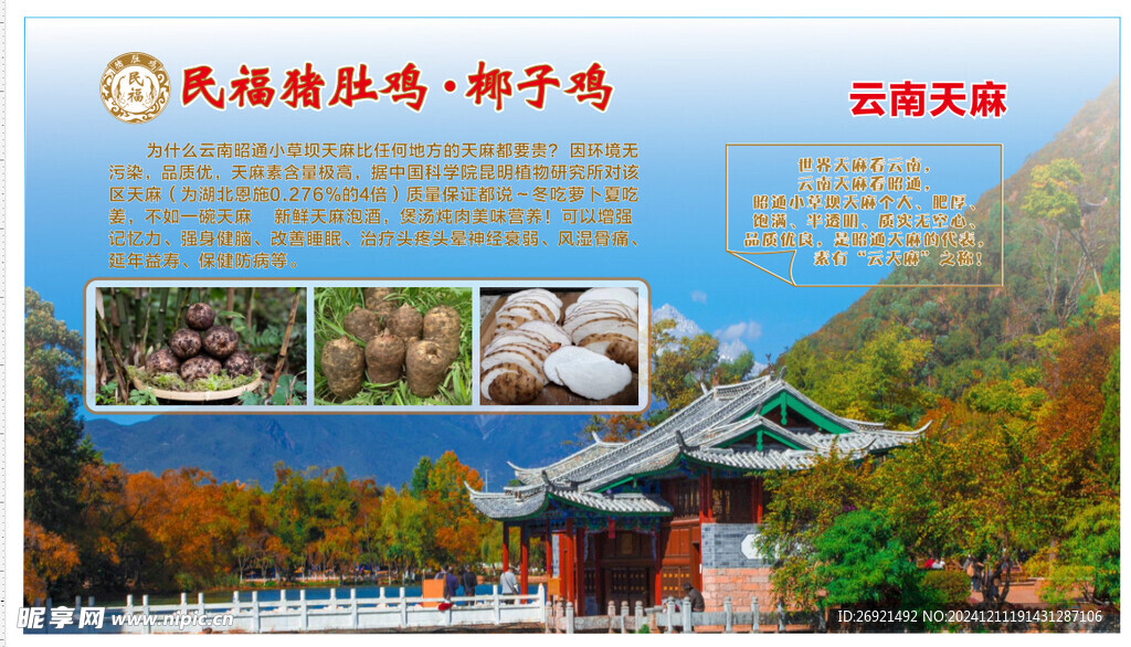 云南天麻