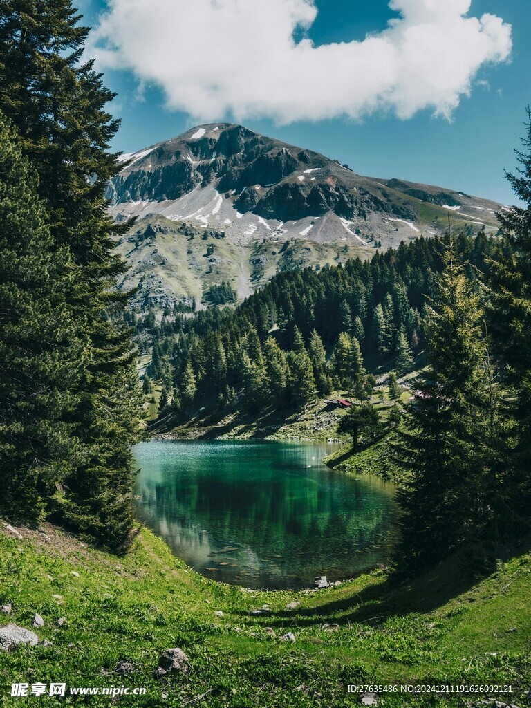 森林丛林