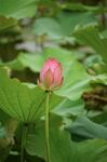 夏日荷花