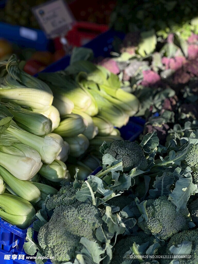 上海青 