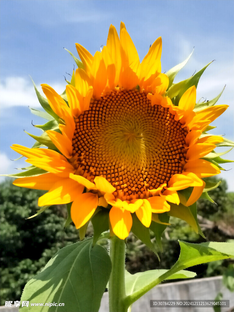 向阳花