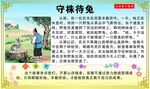 守株待兔