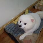 白色博美犬生活照美容后素材