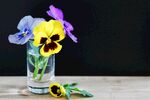 花瓶里的三色堇