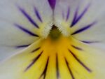 三色堇花蕊