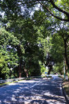 公路绿荫