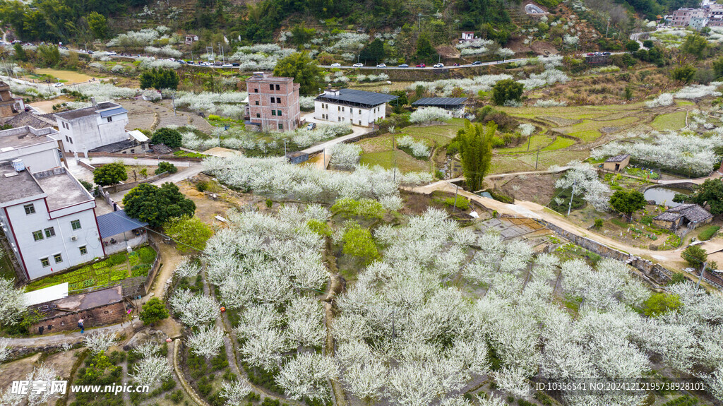 乡村盛开的李花