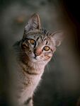 小猫