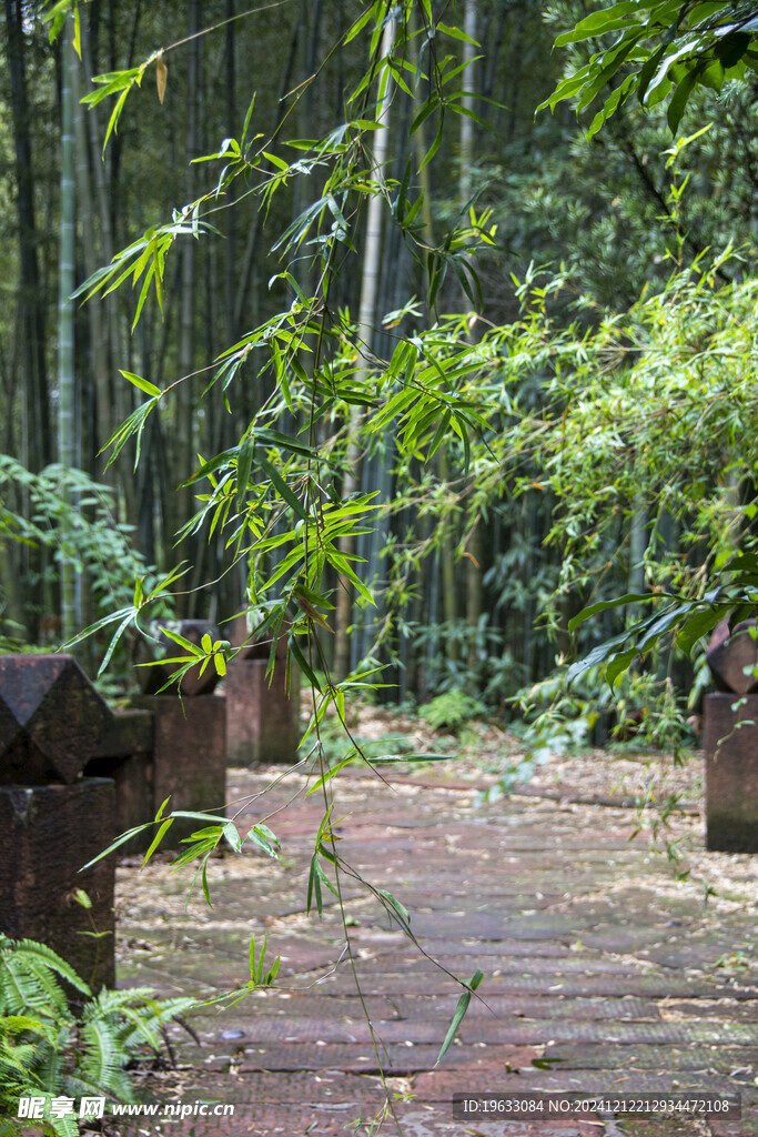 绿竹小景