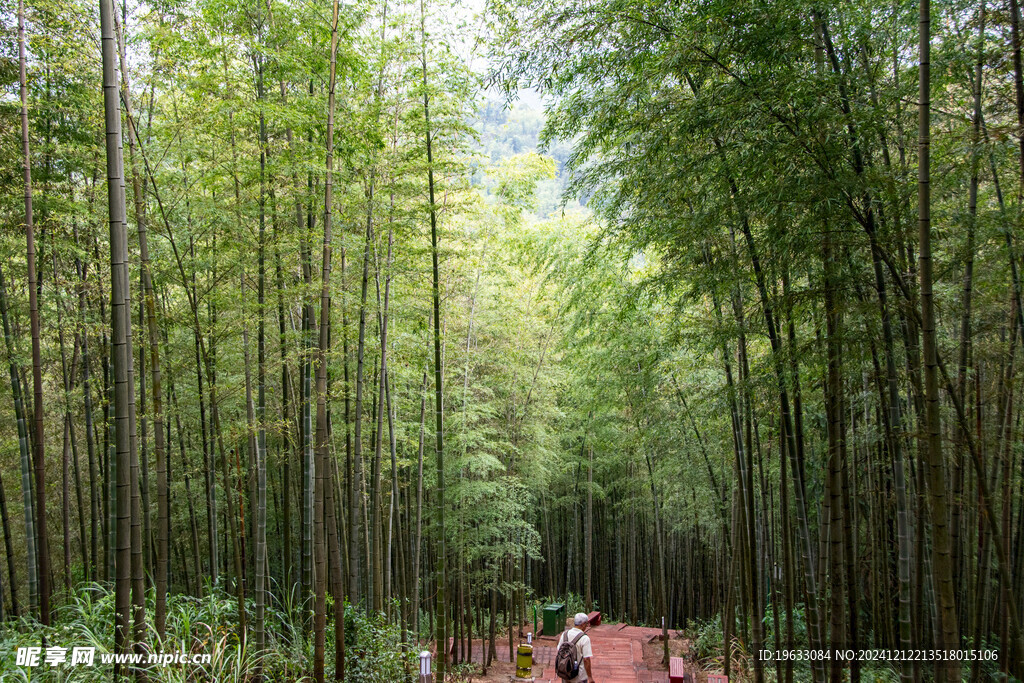 赤水竹海风景