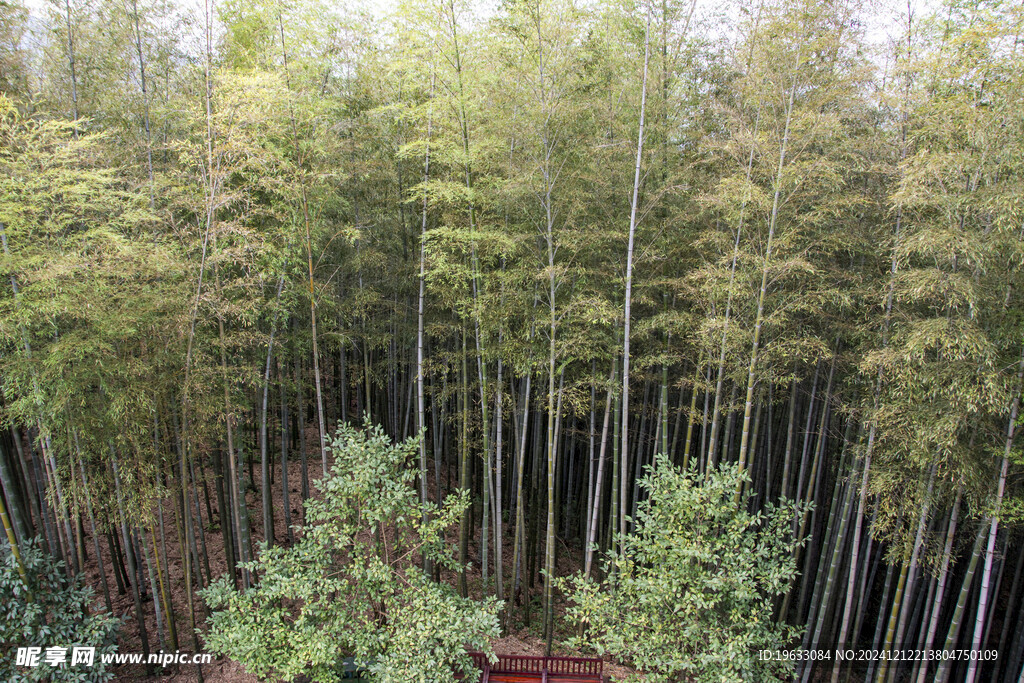 竹林