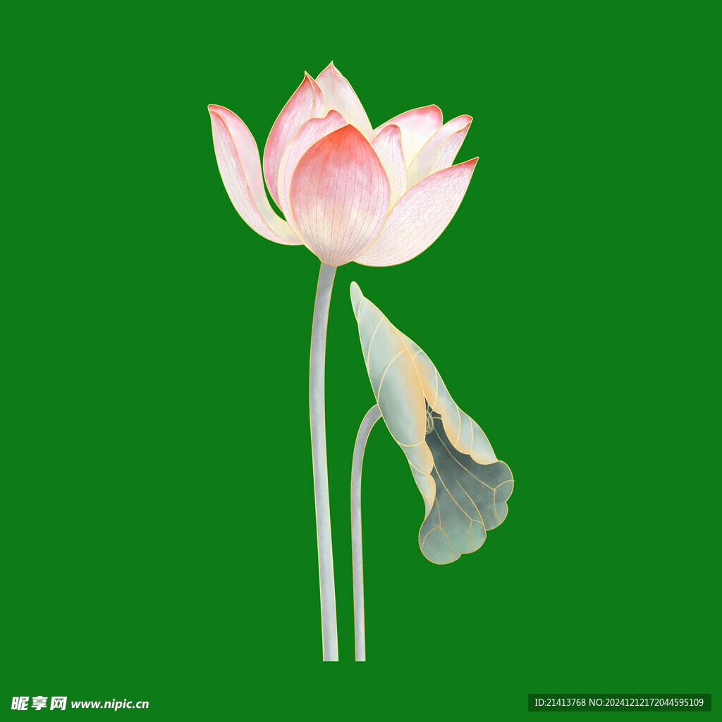 手绘荷花莲花 