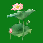 手绘荷花莲花 