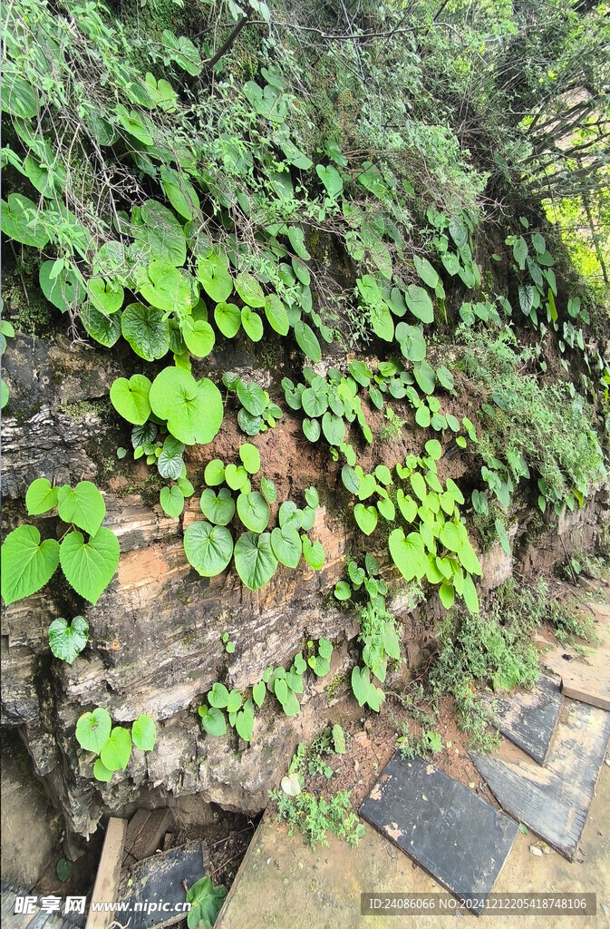 山谷花草