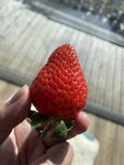 草莓